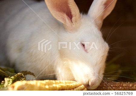 White old rabbit eating ear of corn, closeup White old rabbit eating ear of corn, closeup 56825769
