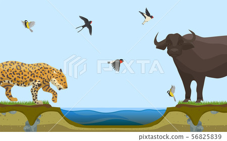 African animals at water place at savanna landscape vector illustration. Leopard or panthera and African animals at water place at savanna landscape vector illustration. Leopard or panthera and 56825839