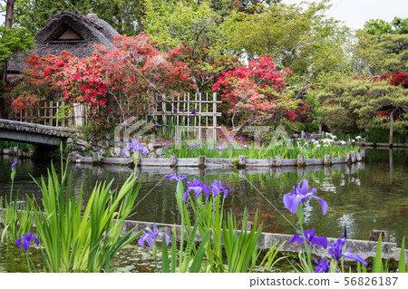 Umemiya shrine, azaleas and oysters in the tea room "Ashi no Maroya" at Sakuyaike 56826187