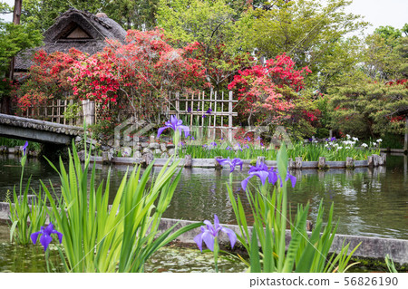 Umemiya shrine, azaleas and oysters in the tea room "Ashi no Maroya" at Sakuyaike 56826190