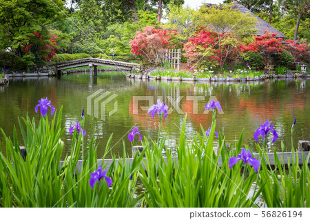 Umemiya shrine, azaleas and oysters in the tea room "Ashi no Maroya" at Sakuyaike Umemiya shrine, azaleas and oysters in the tea room "Ashi no Maroya" at Sakuyaike 56826194