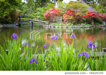 Umemiya shrine, azaleas and oysters in the tea room "Ashi no Maroya" at Sakuyaike 56826195