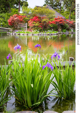Umemiya shrine, azaleas and oysters in the tea room "Ashi no Maroya" at Sakuyaike 56826196