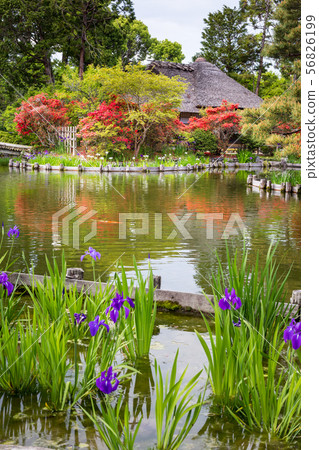 Umemiya shrine, azaleas and oysters in the tea room "Ashi no Maroya" at Sakuyaike 56826199
