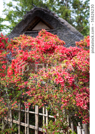 Umenomiya Grand Shrine, Kirishima Pine Tree 56826230
