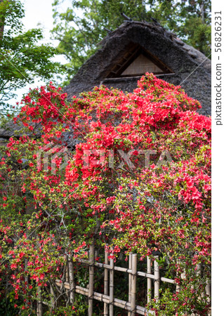 Umenomiya Grand Shrine,霧島松樹 Umenomiya Grand Shrine,霧島松樹 56826231