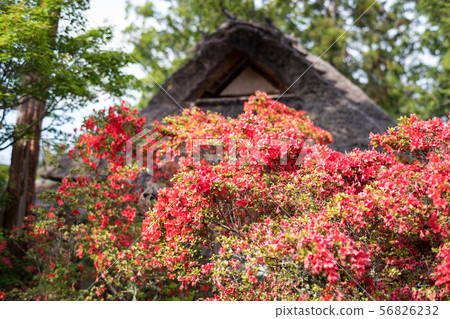 Umenomiya Grand Shrine,霧島松樹 Umenomiya Grand Shrine,霧島松樹 56826232