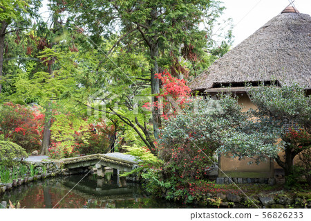 Umenomiya Taisha,茶道“Saga no Maroya”的水邊風景 Umenomiya Taisha,茶道“Saga no Maroya”的水邊風景 56826233
