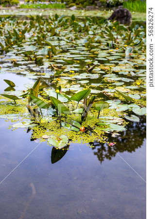 Heian Jingu Shrine Heian Jingu Shrine 56826274