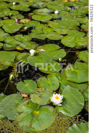 平安神宮，盛開在Soryu池塘的白睡蓮 56826322