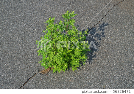 Weeds growing in crack of asphalt Weeds growing in crack of asphalt 56826471