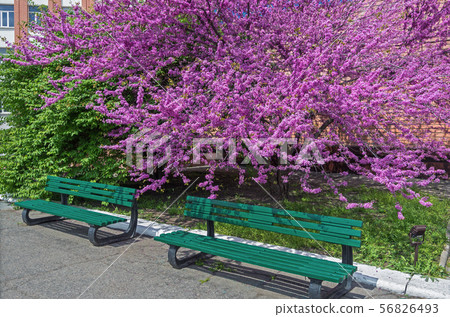 Benches under a Judas tree 56826493