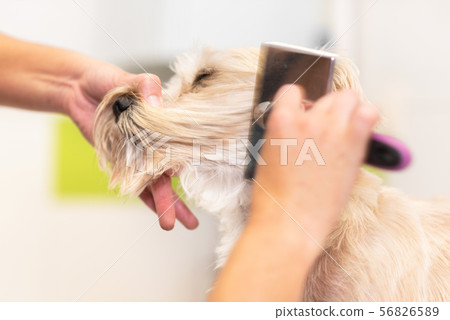 Professional groomer combing the dog's hair with a comb. 56826589