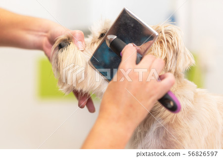 Professional groomer combing the dog's hair with a comb. Professional groomer combing the dog's hair with a comb. 56826597