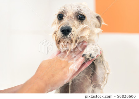 Professional pet groomer washing dog's face with shampoo in pet grooming salon. Close up.  56826600