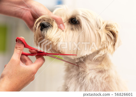 Beautiful dog, close up getting his hair cut by scissors at the groomer salon. Beautiful dog, close up getting his hair cut by scissors at the groomer salon. 56826601
