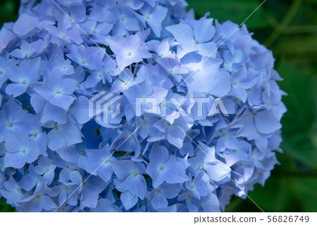 Hydrangea flower 56826749