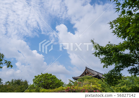Summer Toji Auditorium Kyoto 56827142