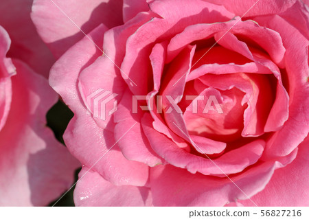 Close-up of roses Close-up of roses 56827216