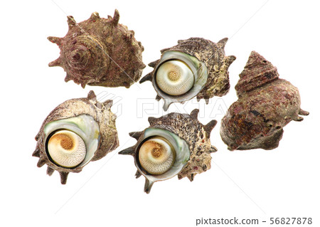 Natural turban shell Natural turban shell 56827878