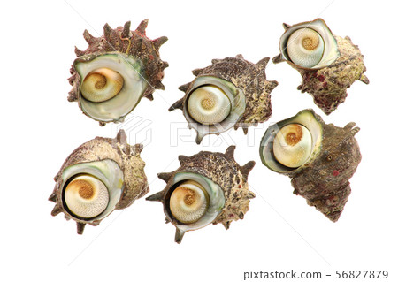 Natural turban shell Natural turban shell 56827879