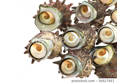 天然頭巾殼 56827881