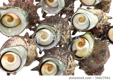 天然頭巾殼 56827882