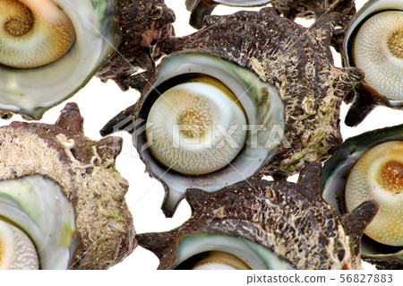 天然頭巾殼 56827883