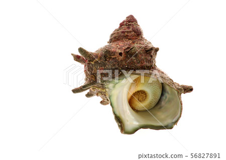 天然頭巾殼 天然頭巾殼 56827891