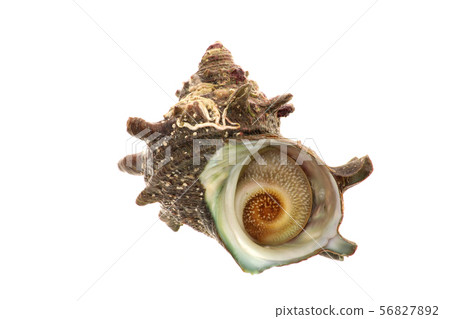 天然頭巾殼 天然頭巾殼 56827892