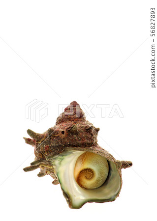 Natural turban shell 56827893