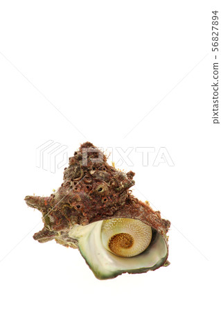 Natural turban shell 56827894