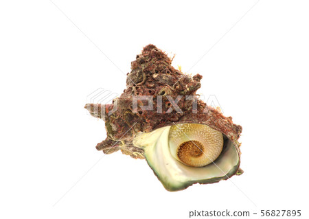 Natural turban shell 56827895