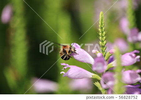 Streak bee bee ② Streak bee bee ② 56828752