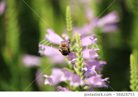 Horned bee ⑤ Horned bee ⑤ 56828755