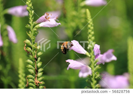 Horned bee ⑥ Horned bee ⑥ 56828756