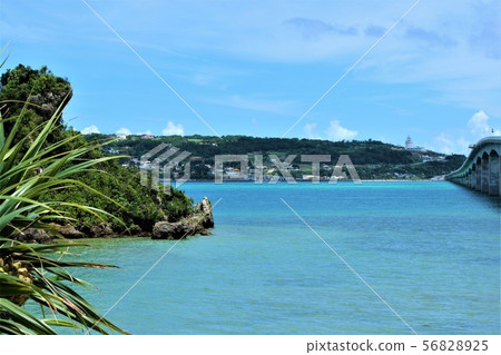 Sea, island and Adan tree Sea, island and Adan tree 56828925