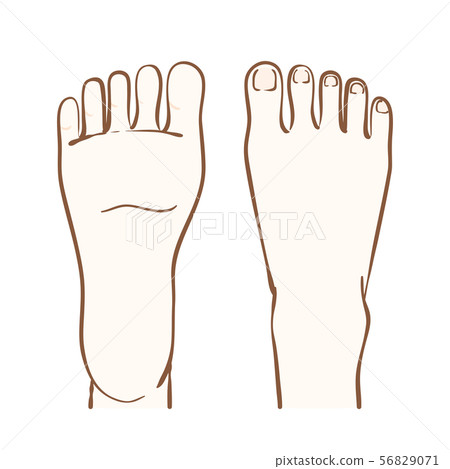 腳背和腳底的例證 56829071