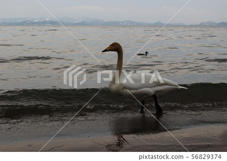 在豬苗代湖的天鵝 在豬苗代湖的天鵝 56829374