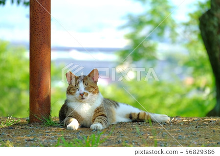 Cat sleeping in the sunlight 56829386