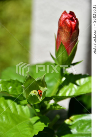 芙蓉瓢蟲 芙蓉瓢蟲 56829533