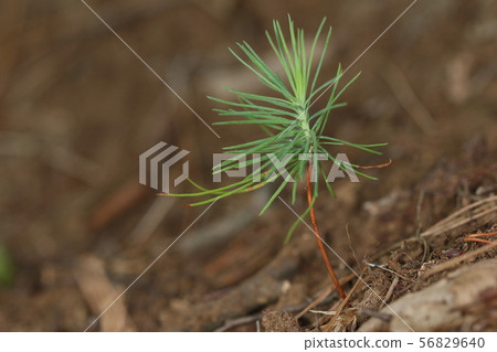 Natural plants are red pine and seedlings. Is the green part growing this year? I am growing well Natural plants are red pine and seedlings. Is the green part growing this year? I am growing well 56829640