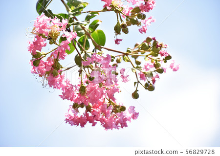 Flower of crape mybs 56829728