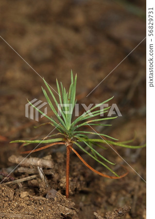 Natural plants are red pine and seedlings. The height of the tree is about a few centimeters, but the trunk is already reddish 56829731