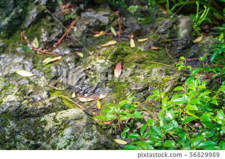 Sunlit moss and rock 56829989