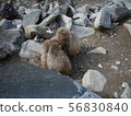 Jigokudani野生猴子公園 56830840