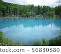 美瑛青池 56830880