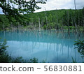 美瑛青池 56830881