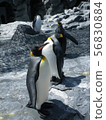 Asahiyama動物園的企鵝 56830884