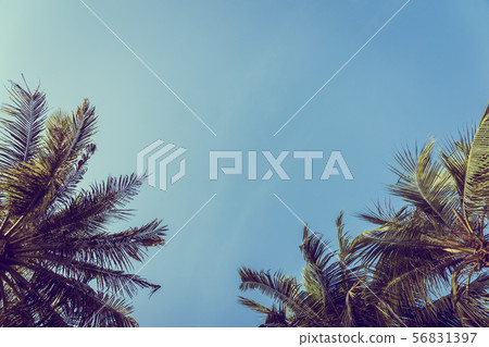 Low angle beautiful coconut palm tree with blue sky background 56831397